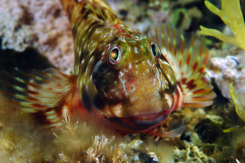 Scartella cristata
